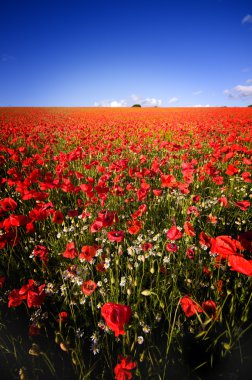 Poppy field clipart