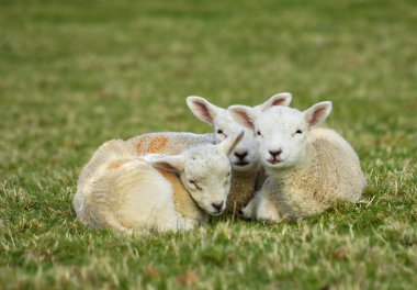 New born spring lambs clipart