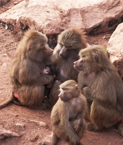 Hamadryas babuínos — Fotografia de Stock
