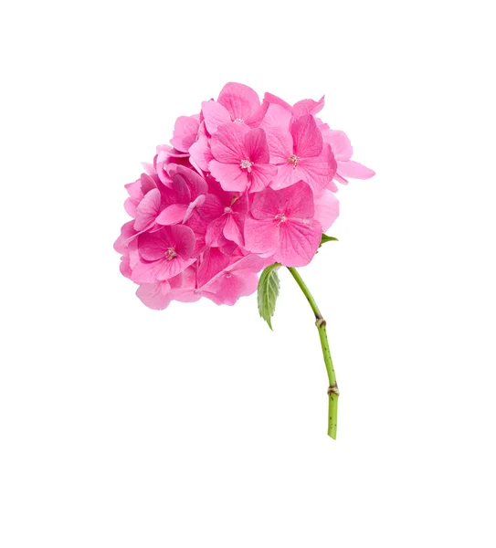 Hortensia rosada — Foto de Stock