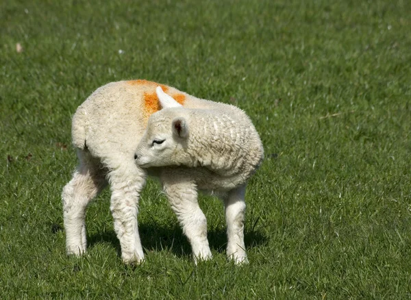 春天威尔士羊肉 — 图库照片