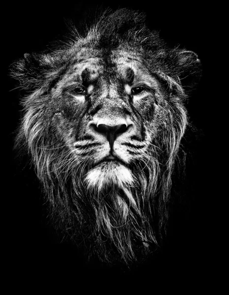 Αρσενικό ασιατικό λιοντάρι Εικόνα Αρχείου