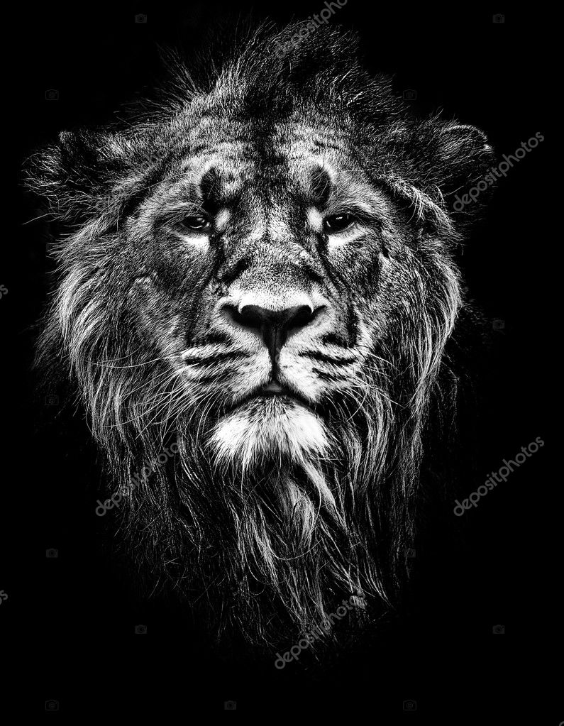 Black lion Stock Photos, Royalty Free Black lion Images ...