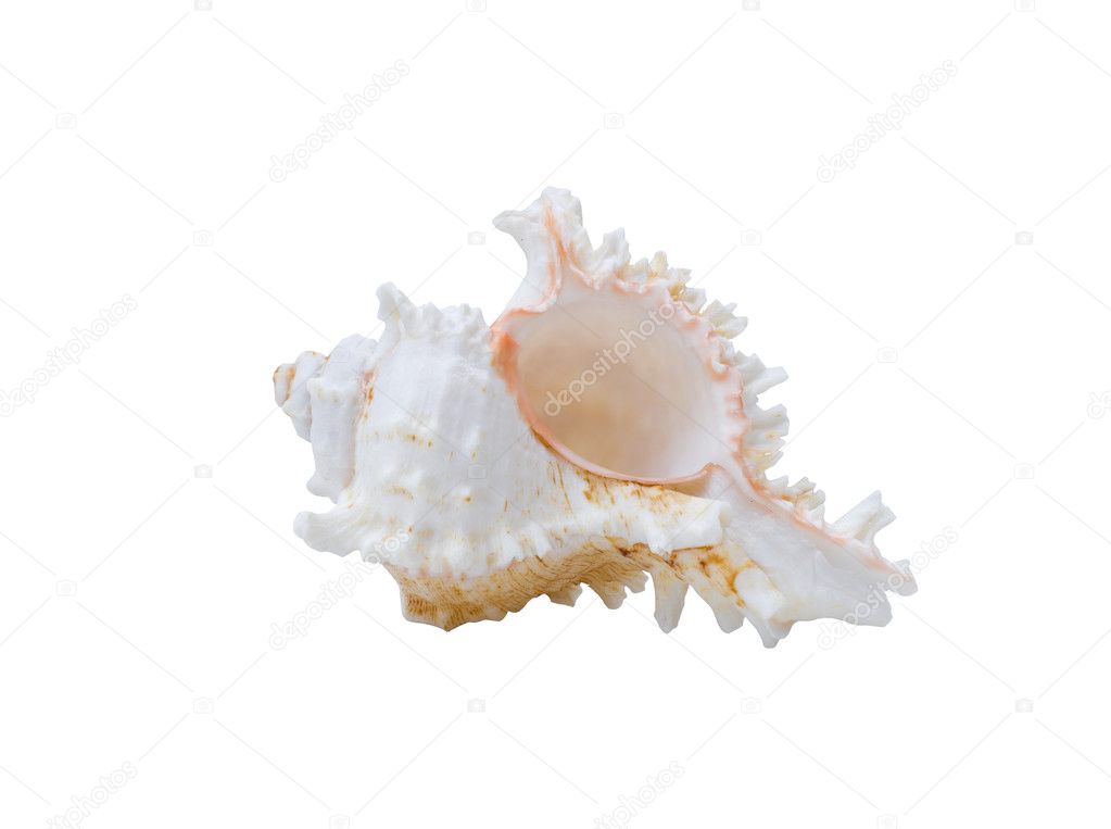 download phoenician murex shell