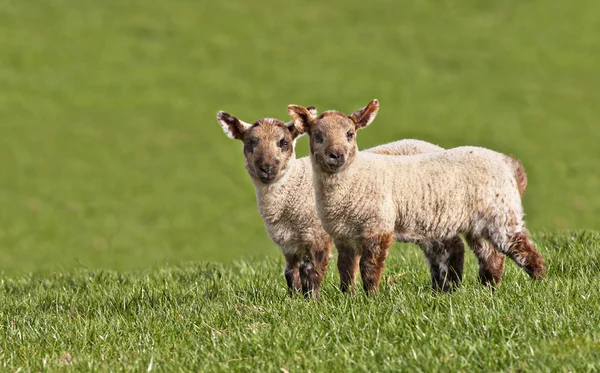Twin spring lambs — Stock Photo, Image