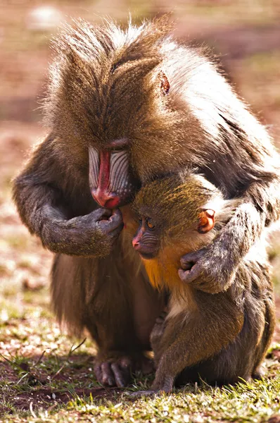 Mother and baby mandrill — Stock Photo, Image