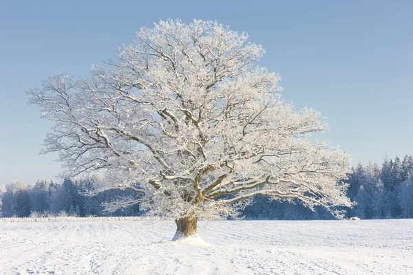 Frysta träd på vintern fält och blå himmel — Stockfoto