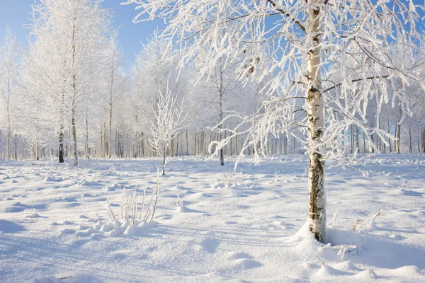 Brzozowy Gaj w zimie — Zdjęcie stockowe