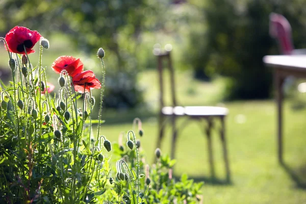 stock image Poppies in the garden