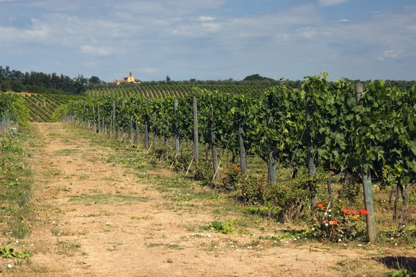 Ряды винограда — стоковое фото