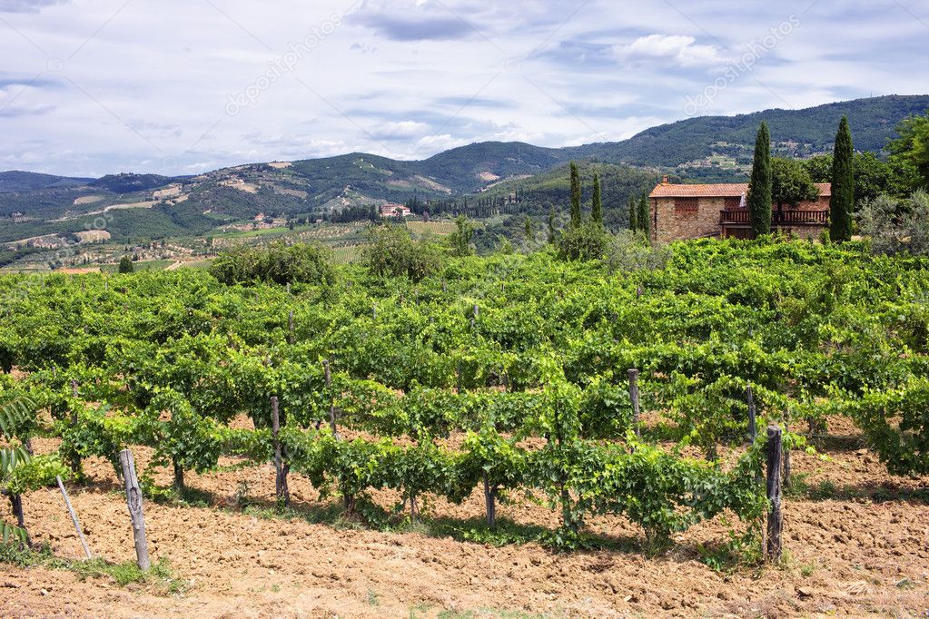 Rows of grapevines Stock Photo by ©Victor_DVA 5494768