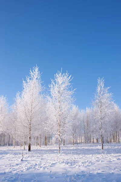 Birken an einem sonnigen Wintertag — Stockfoto
