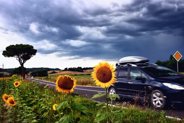 Landscape with sunflowers in Tuscany before a thunderstorm — Stock Photo, Image