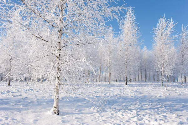 Berkenbomen op een zonnige winterdag — Stockfoto