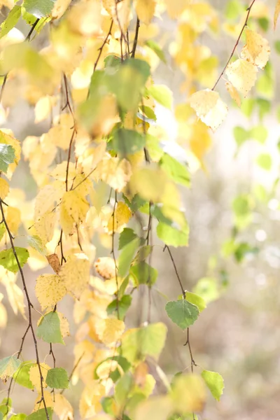 Gałęzie brzozy w słoneczny dzień — Zdjęcie stockowe