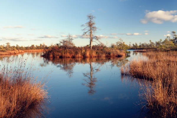 stock image Swamp on a sunny autumn day