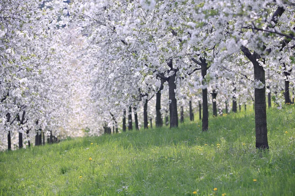 Pomar de maçã florescente na primavera em Praga — Fotografia de Stock