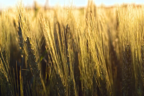 Wheat on the field at sunset — Stock Photo, Image