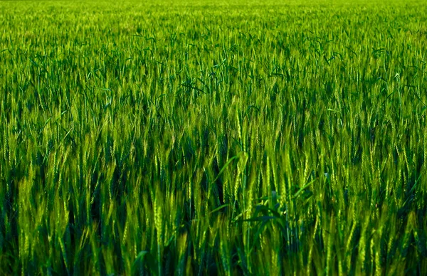 Зелене пшеничне поле перед збиранням врожаю — стокове фото
