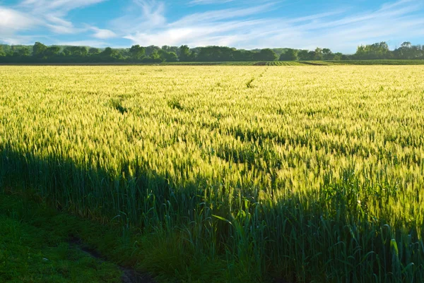 Зеленое пшеничное поле до сбора урожая — стоковое фото