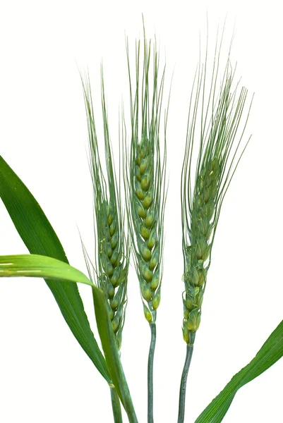 Пшениця ізольована на білому Ліцензійні Стокові Фото