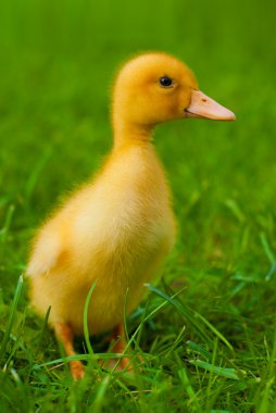 Little yellow duckling clipart