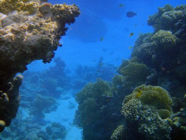 Sualtı resif