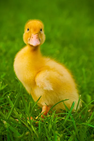 Gelbe Ente auf dem grünen Gras — Stockfoto
