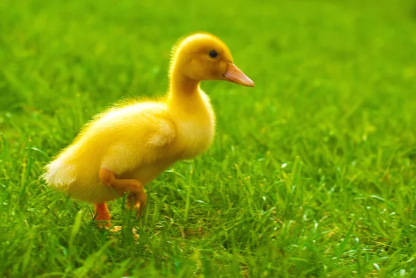 Little duckling runs — Stock Photo, Image