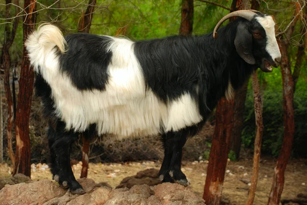 Black mountain goat — Stock Photo, Image