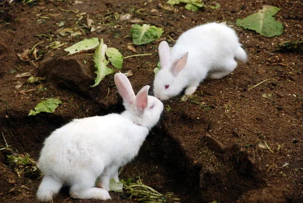 White fluffy rabbits — Stock Photo, Image