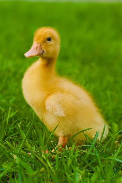 Aló kachna na zelené trávě — Stock fotografie