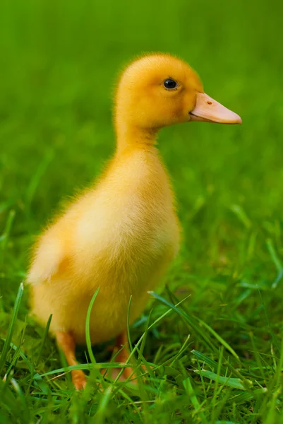 Küçük sarı ördek yavrusu — Stok fotoğraf