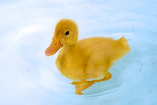Duckling swimming in the water — Stock Photo, Image