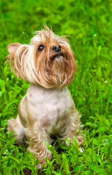 Niedlicher yorkshire terrier — Stockfoto
