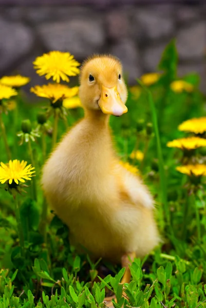 Yeşil çimlere oturup ördek yavrusu — Stok fotoğraf