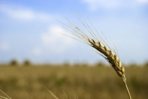Ears of wheat on a grunge background — Stock Photo, Image