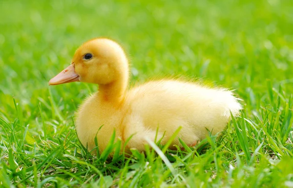 Duckling sitting — Stock Photo, Image