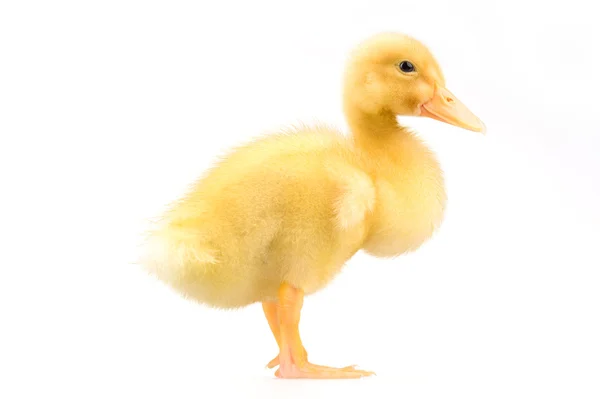 黄色小鸭 — 图库照片