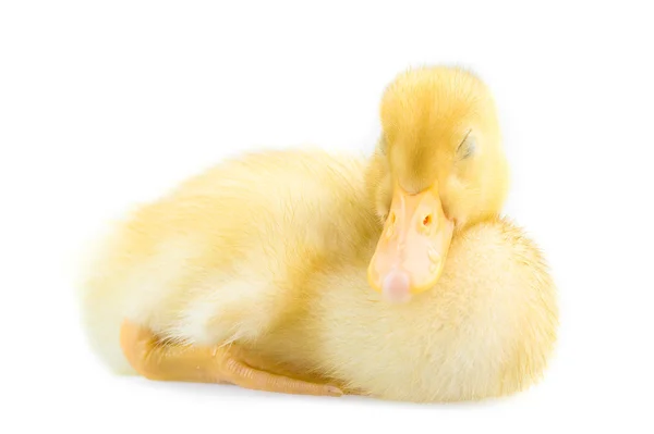 Pato amarelo pequeno — Fotografia de Stock