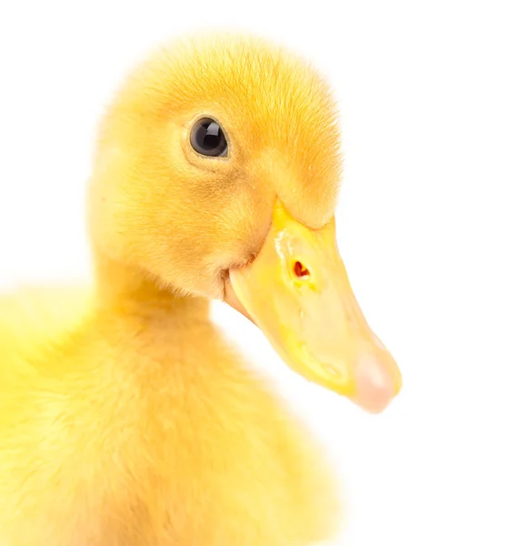 Duckling isolated — Stock Photo, Image