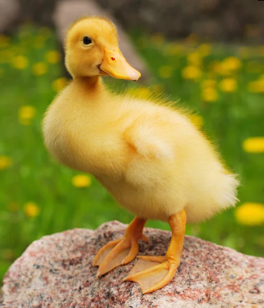 Ellow duck on the green grass — Stock Photo, Image