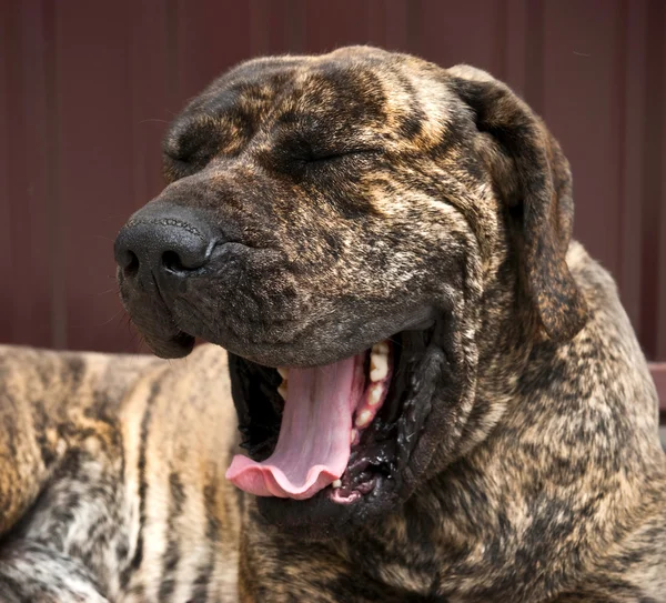 Big hound yawns — Stock Photo, Image
