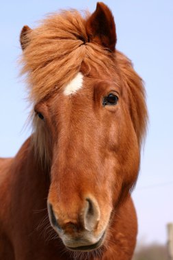 Danish horses clipart