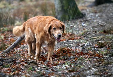 köpek golden retriever