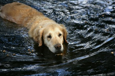 Dog in water clipart