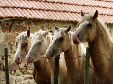 Four horses clipart