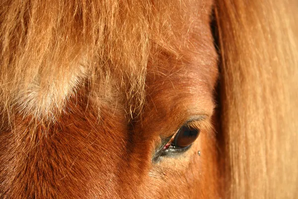 Cavalos dinamarqueses 01 — Fotografia de Stock
