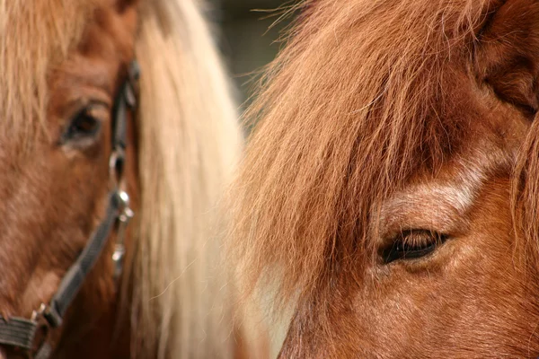 Danska hästar — Stockfoto