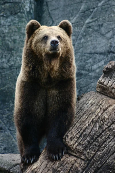 Коричневий ведмідь в зоопарку — стокове фото